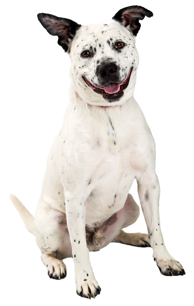 Happy-spotted-Dog