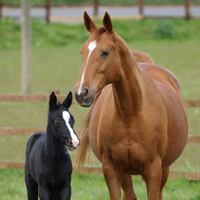 Mare-and-Foal