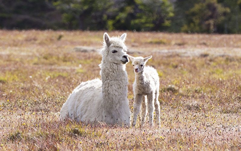 alpaca_and_cria_farm-page