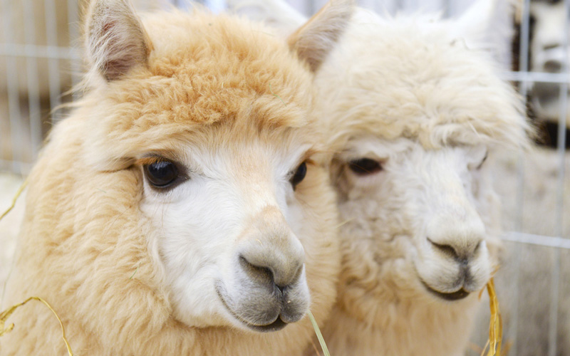 alpaca_hero