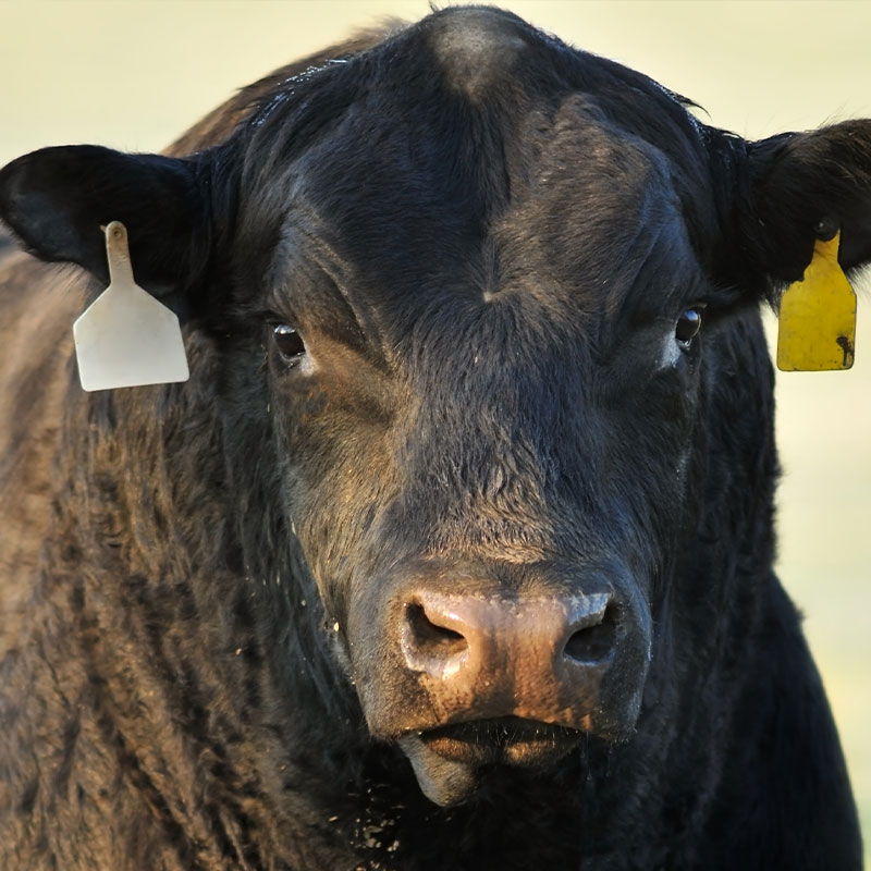 angus-bull-head