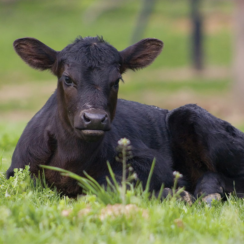 angus-calf