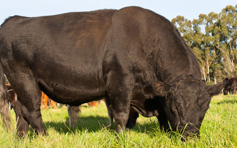angus_bull