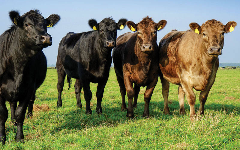 angus_cattle