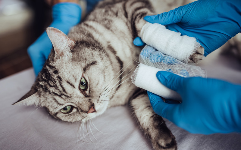 cat-with-vet