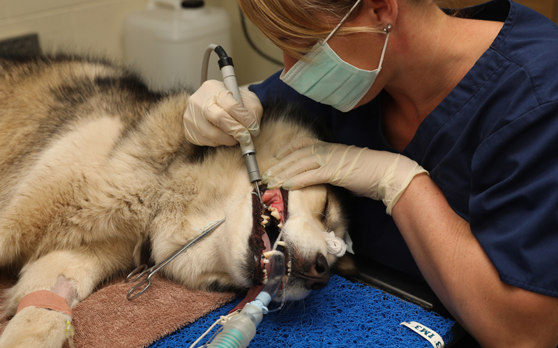 dental