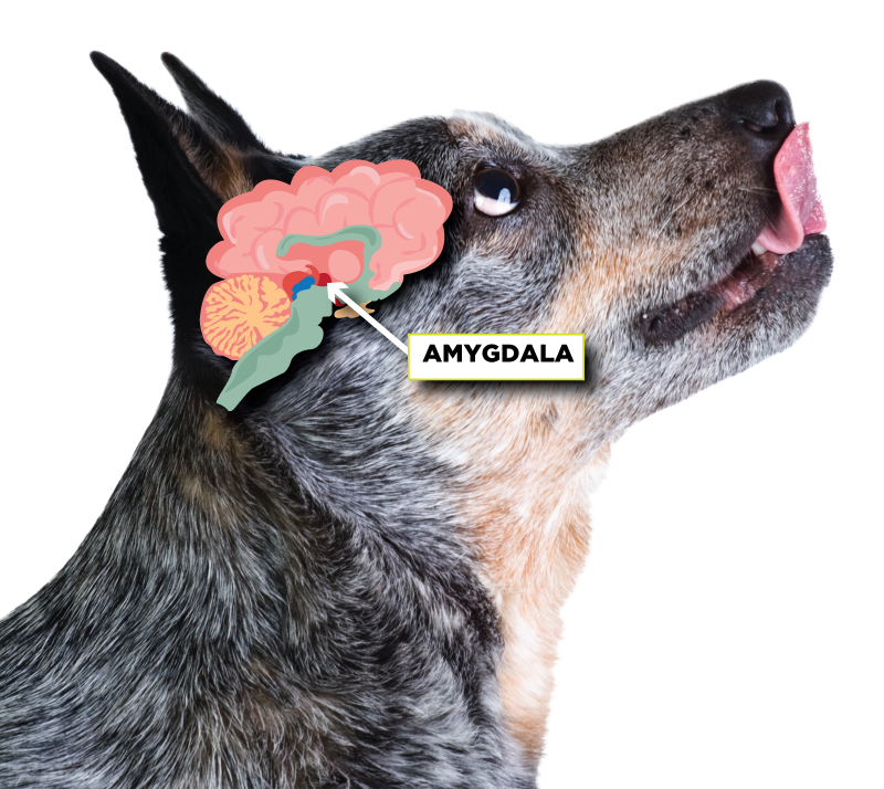 dog-brain-amygdala