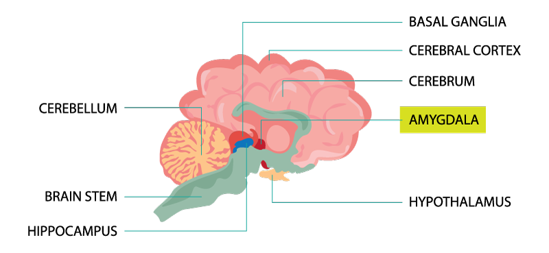 dog-brain-isolated