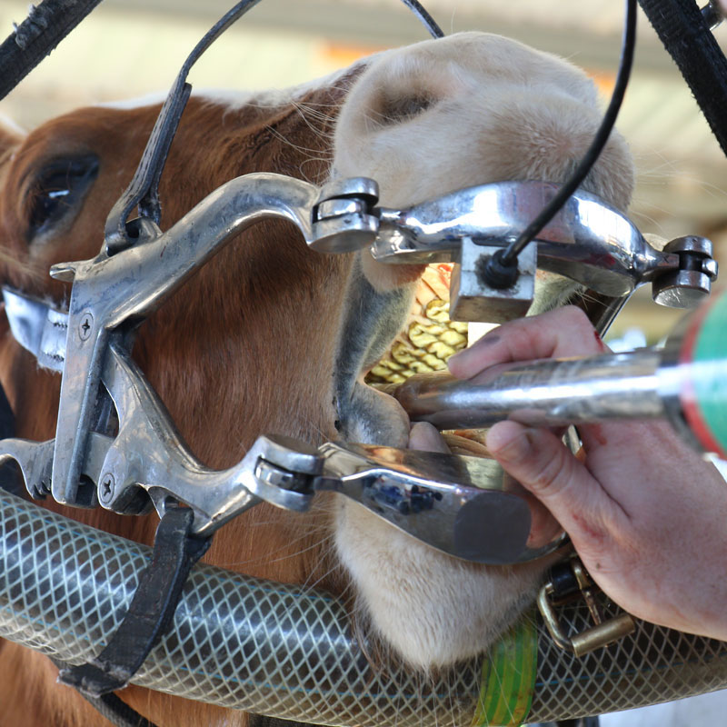 equine-dental-gallery