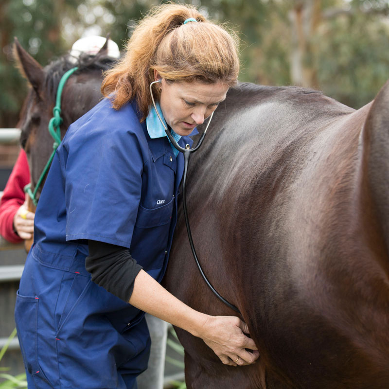 equine-health-check