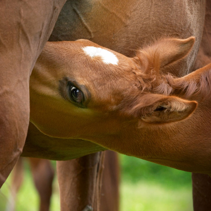 foal-suckling