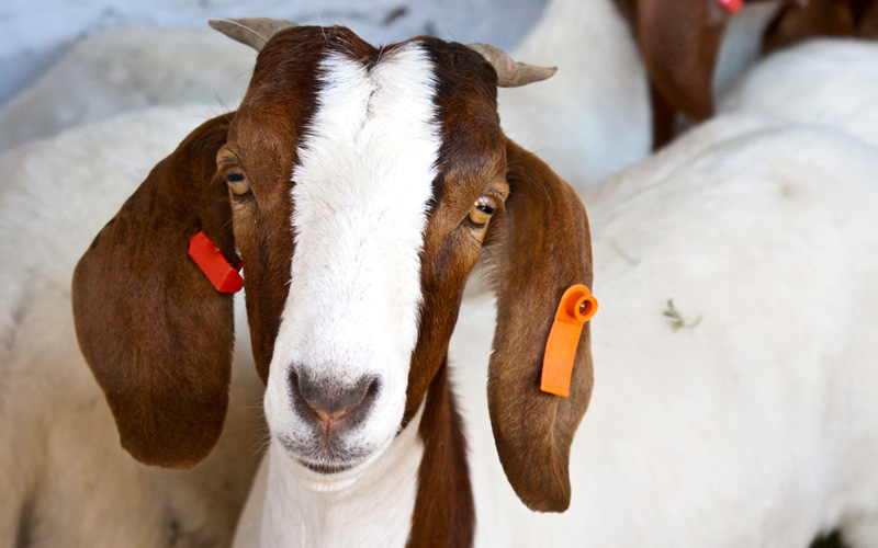 goat-hero