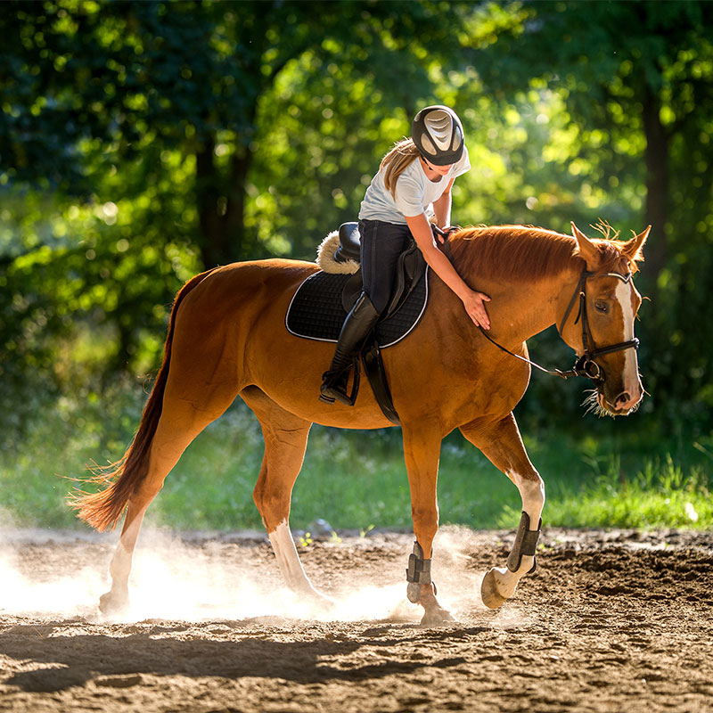 horse-rider