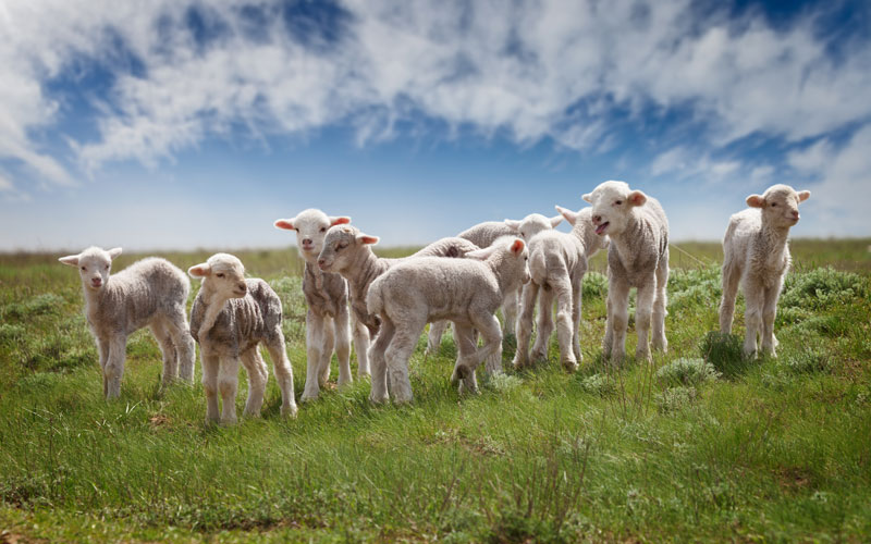 lambs