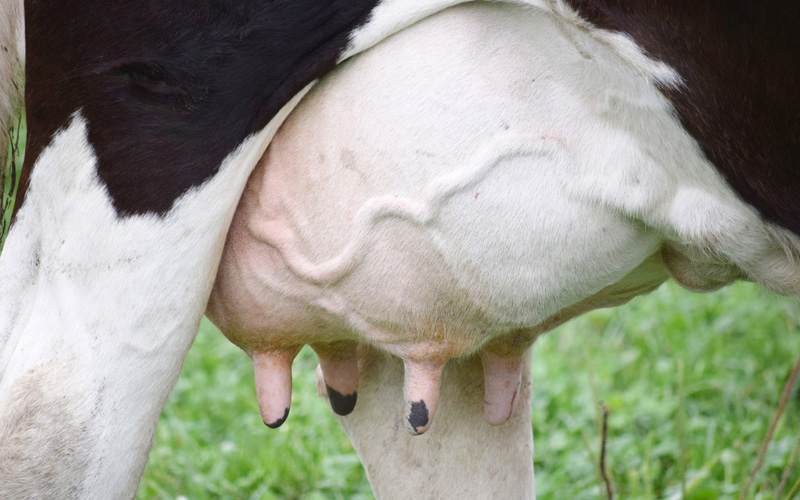 mastitis-hero