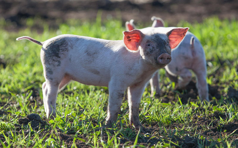 pig-hrow