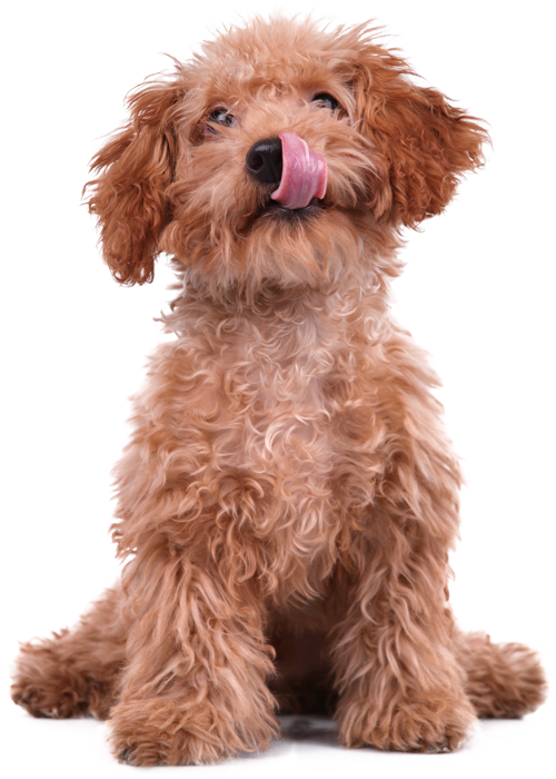 puppy-licking-lips-isolated
