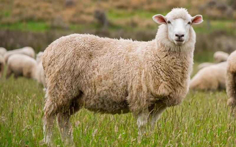 sheep-in-pasture