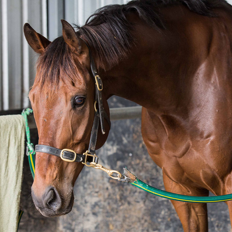 stabled-horse
