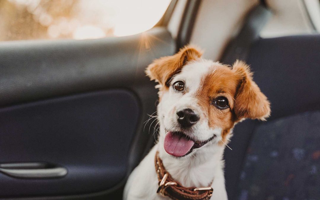 Travelling with pets