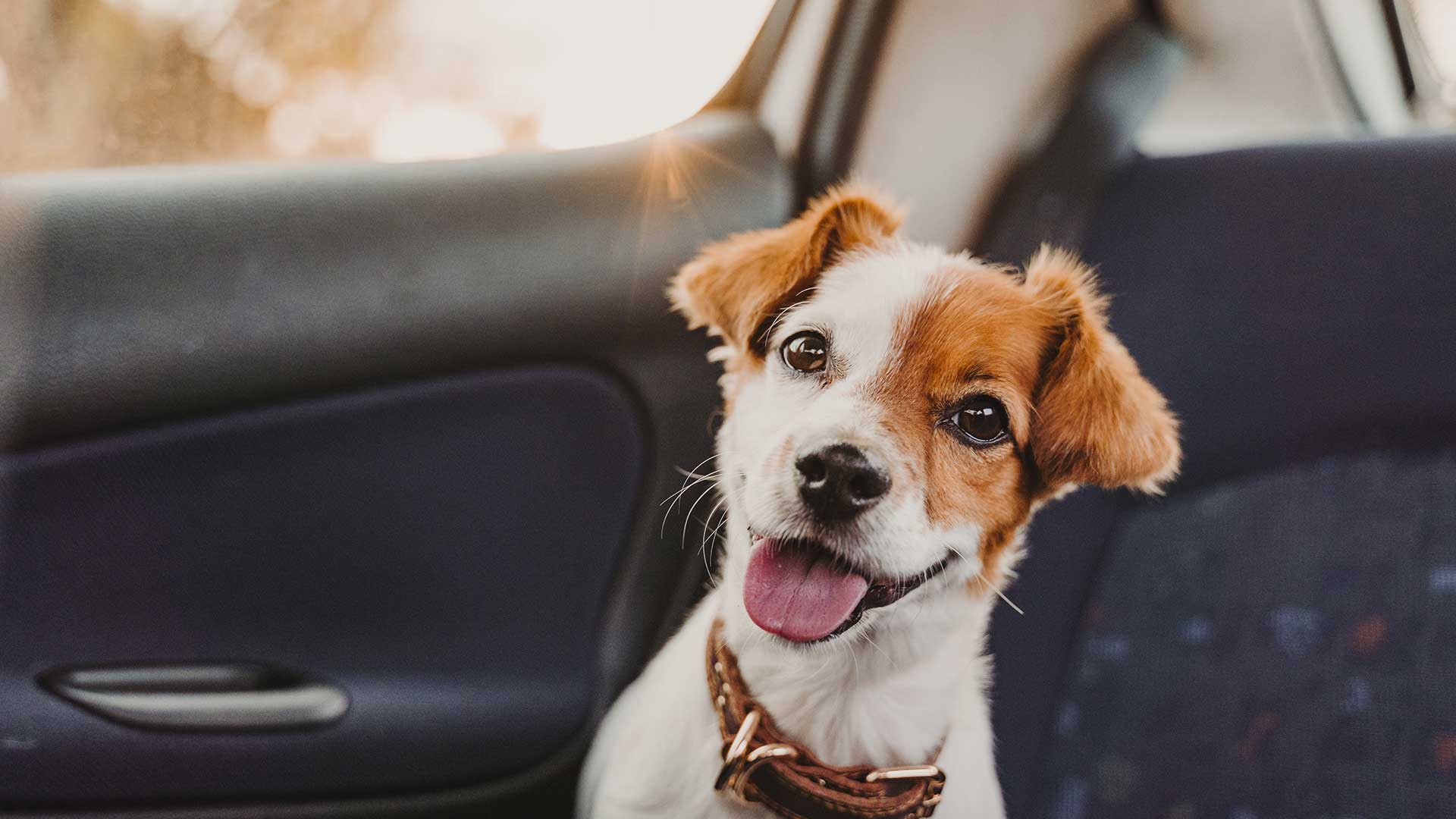 Travelling with pets Smithton Veterinary Service