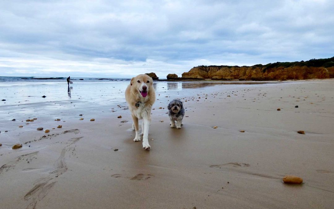 Behaviour Case Study – Diesel & Harvey