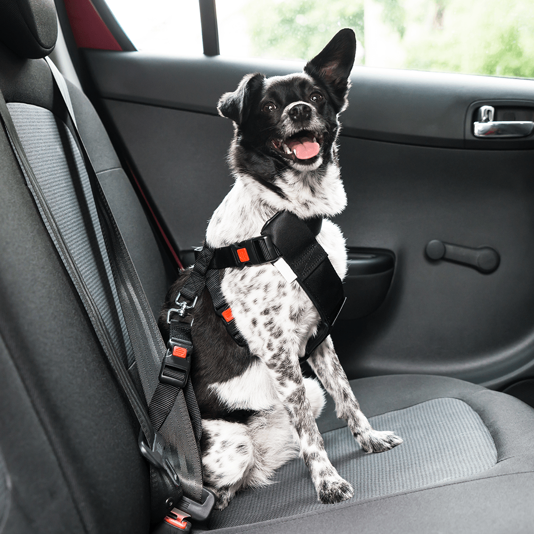dog-with-seat-belt-image