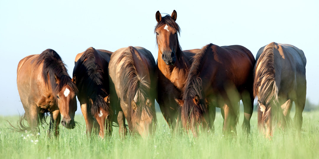 equine-services-page-image
