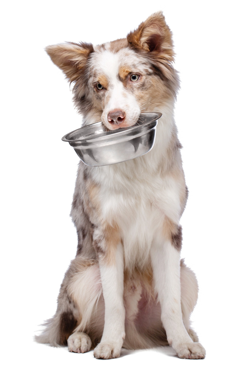 pet-page-additional-image